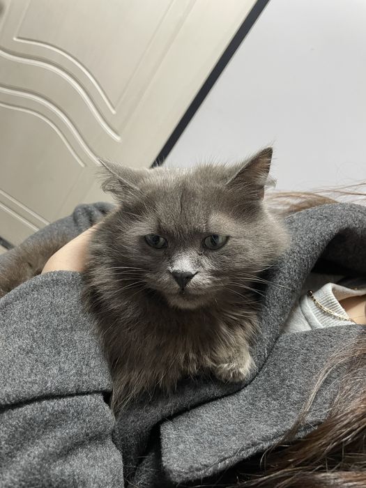 отдам даром котенка