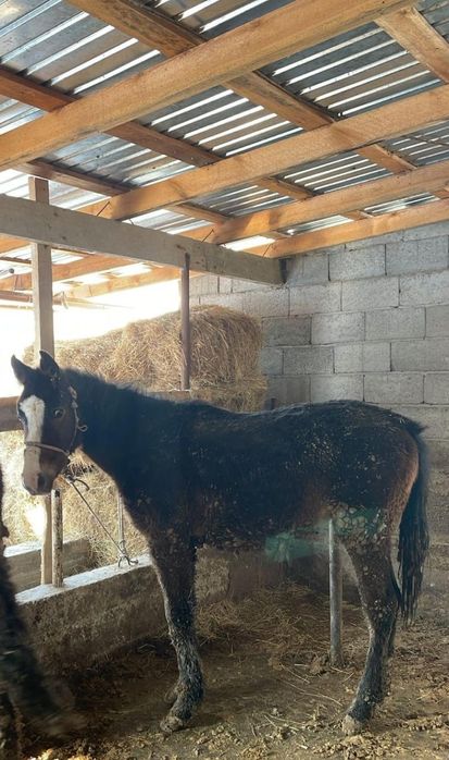 Жабагы сатылады екеу