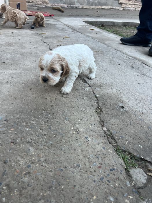 Англиский спаниель