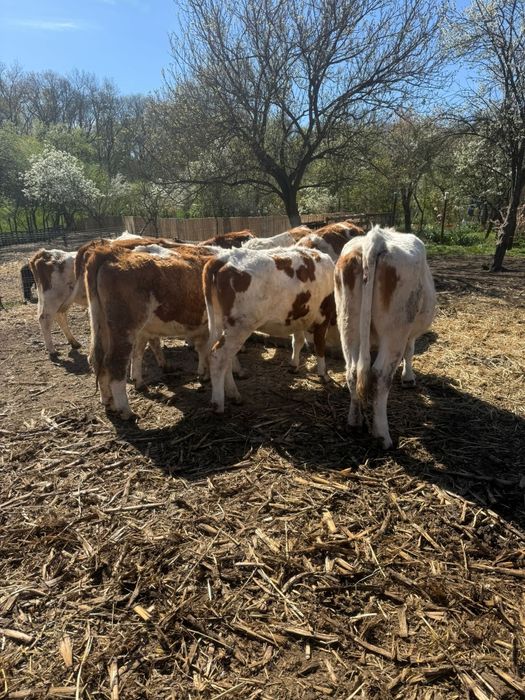 Vând 10 juninci gestante