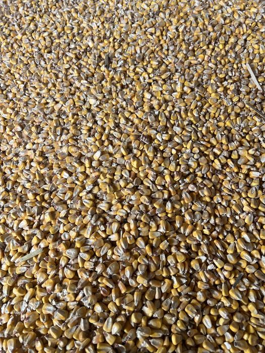 Vand  porumb Porumb uscat