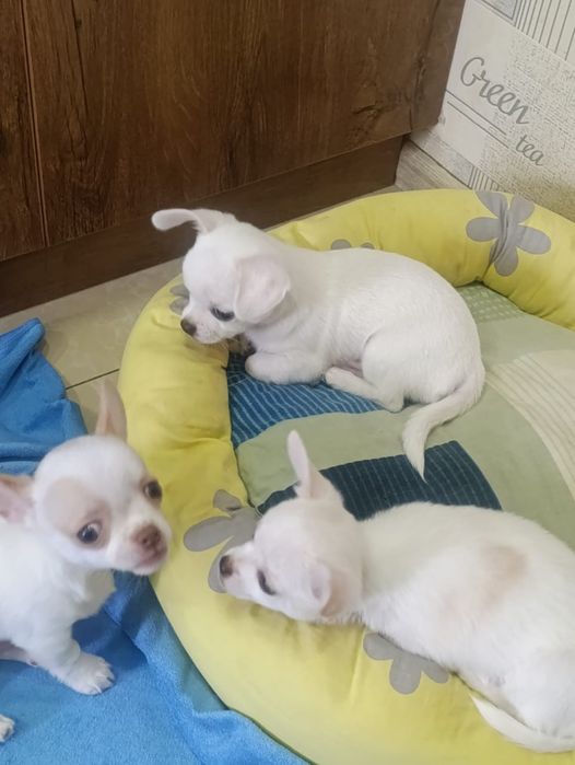 Продам чистокровных Чихуахуа