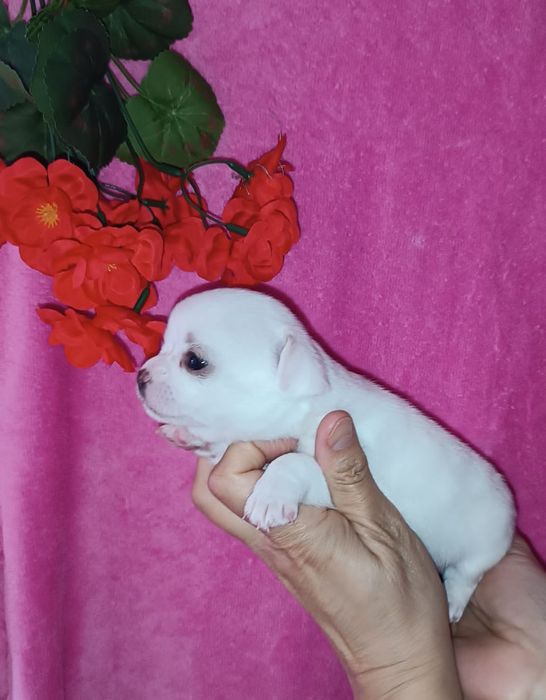 Малышки  чихуахуа