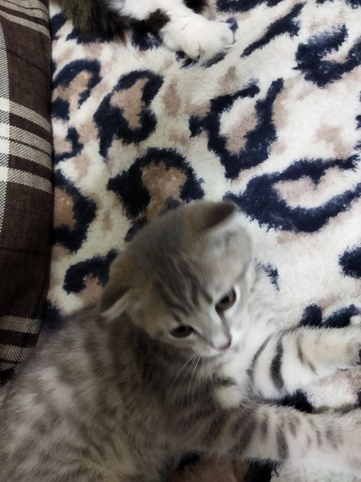 Отдам котёнка в добрые руки