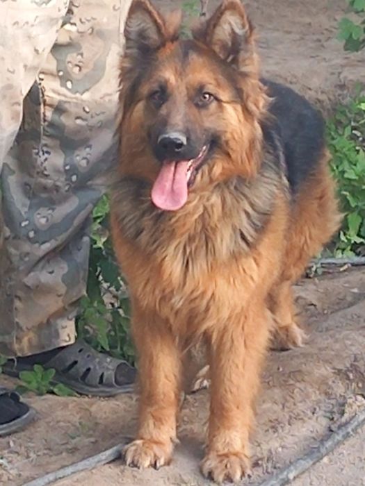 Неметецкий кушиклер