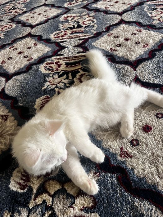 Oq Rangli Turetiskiy angoralar