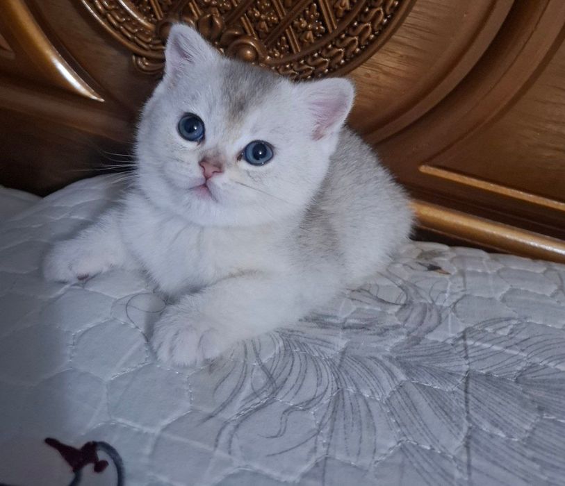 Кошка Серебристая шиншила