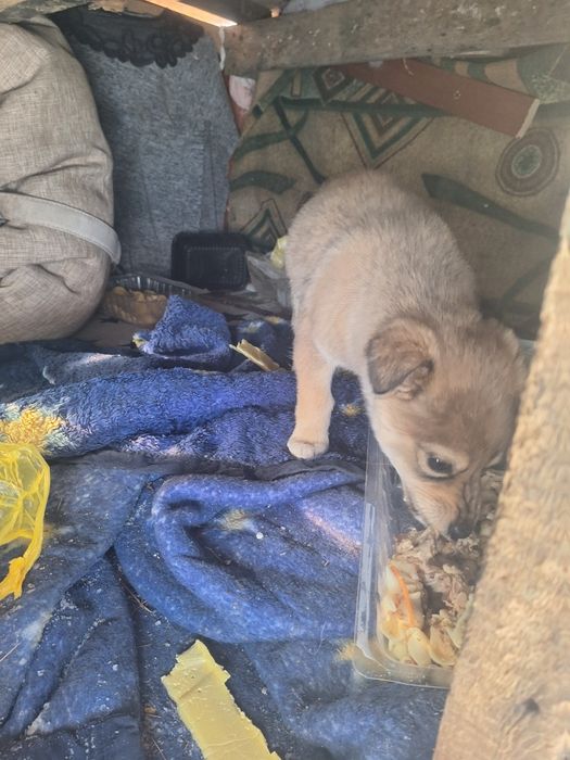 Пристраиваеться малышь!