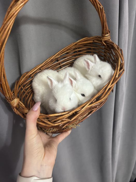 Декоративные кролики