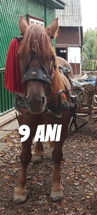 Vând o iapă din două la alegere