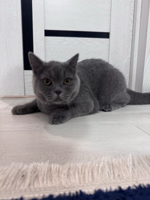 Котик британец 6 месяцев