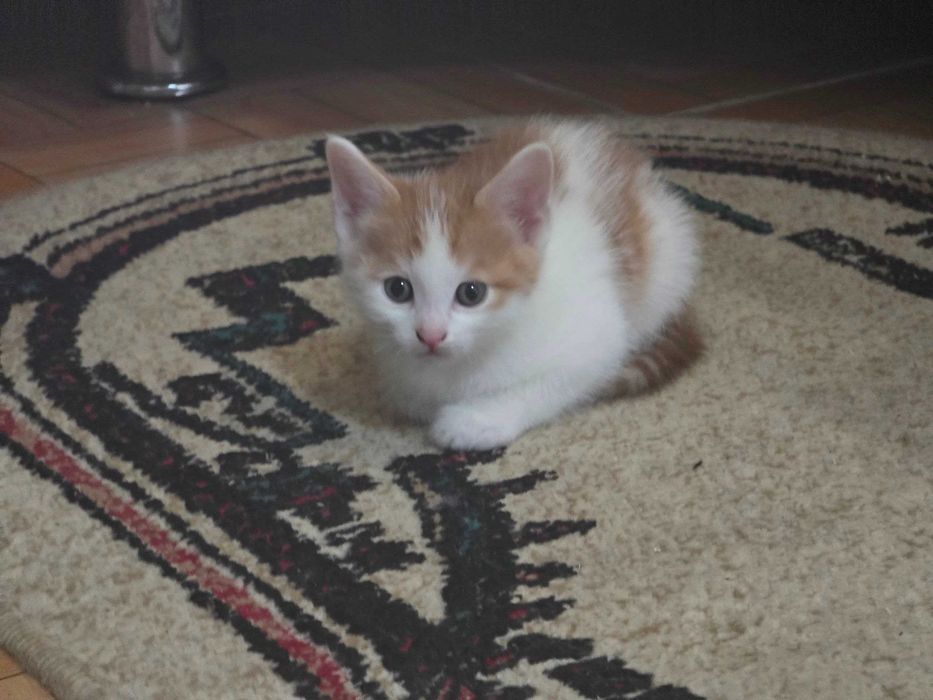 Котята красивые чистые