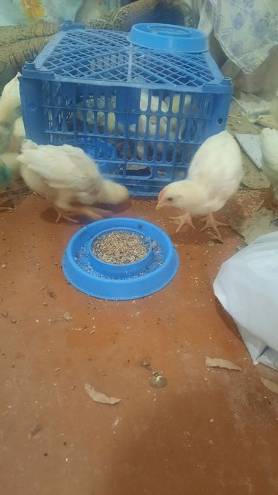 Жўжалар сотилади