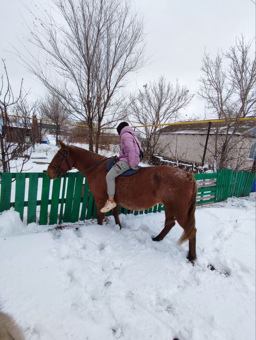 Продам жерёбую кобылу