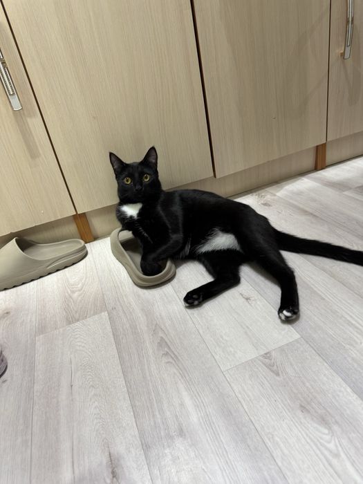 Отдаем кота в добрые руки