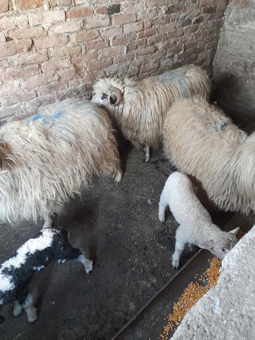 Vând 3 oi 2 au fătat și a treia trebui sa fete osle sunt grase frumoase