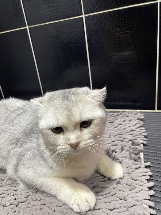 Продам вислоухую кошку
