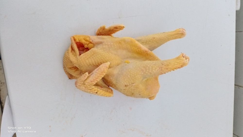 Quyon va joja xoroz gowtlari sotiladi