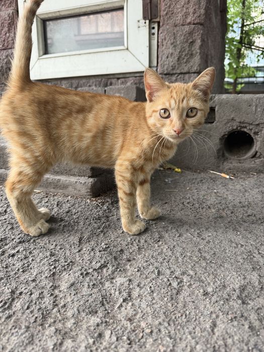 Рыжий котенок (девочка) ищет дом