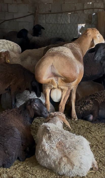 Кошкар, баран производитель