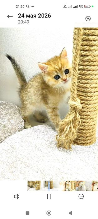 котик БритАнскИй 2 мес