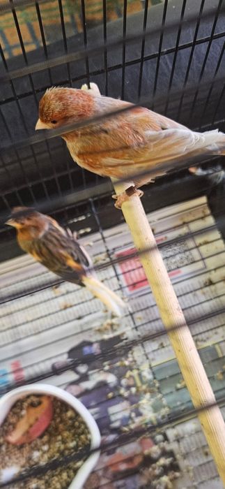 Канарейка нарлар.