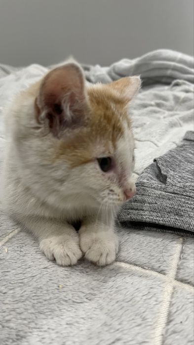 Отдам котенка мальчика 1,5 месяца