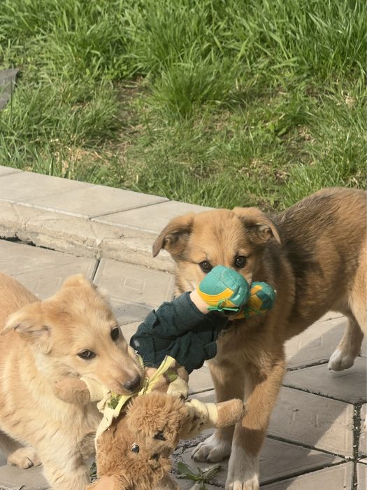 Щенки маленькие ищут хозяина