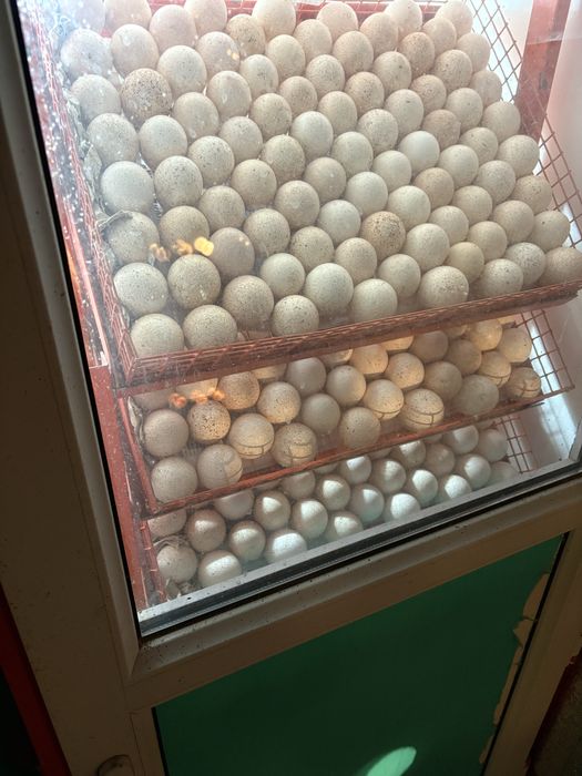 Инкубационное яйцо,  индюка