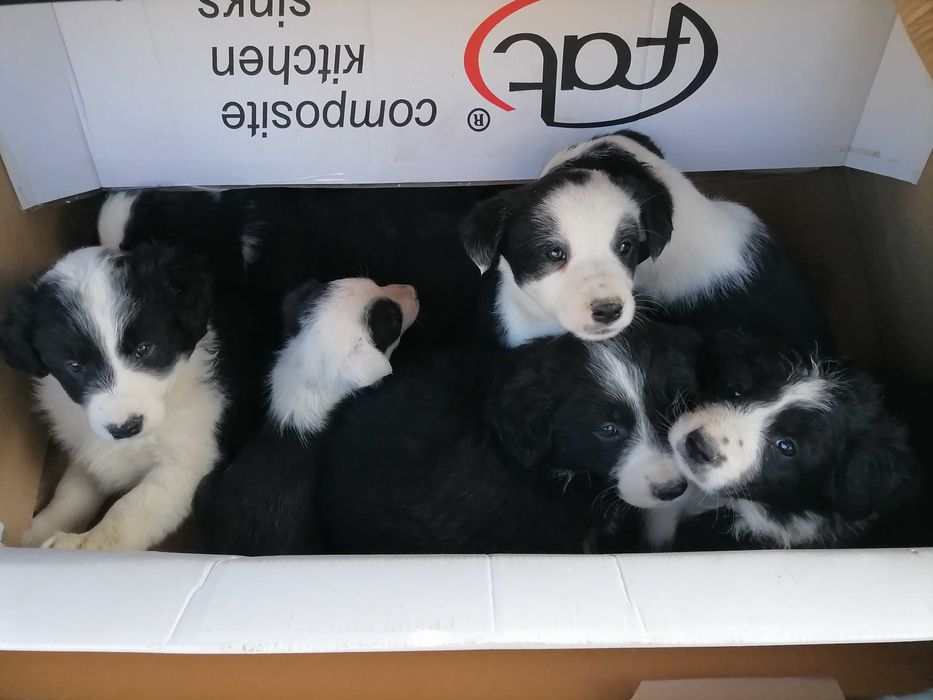 Кученца бордър коли