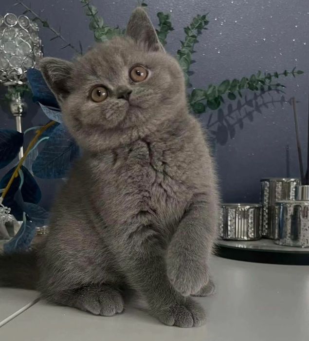 British Shorthair Blue