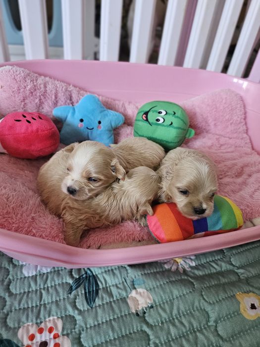 Шикарные щенки мальтипуF1