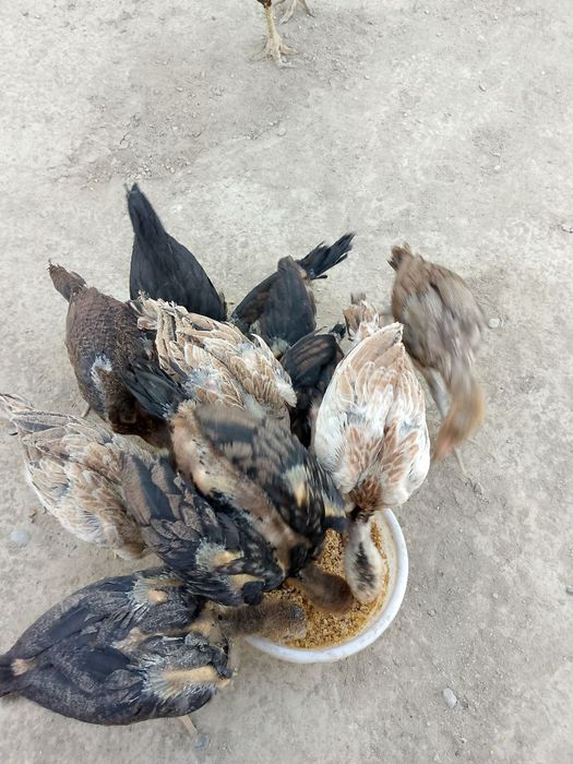 Joʻjalarga javob beraman toza qon