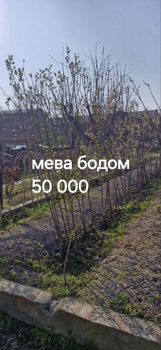 Дерево мева Бодом( миндаль)