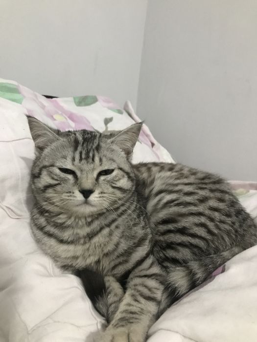 Кошка скотиш страйт