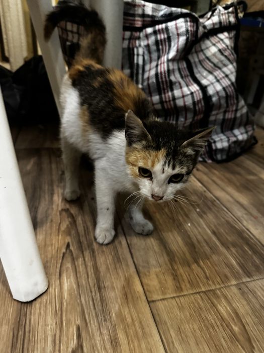 котенок девочка 3 месяца в хорошие руки