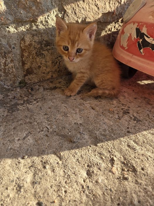 Подаряват се котенца