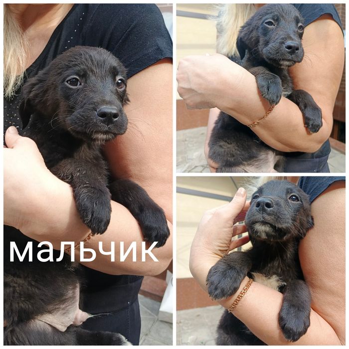 Пристраиваются в добрые ручки