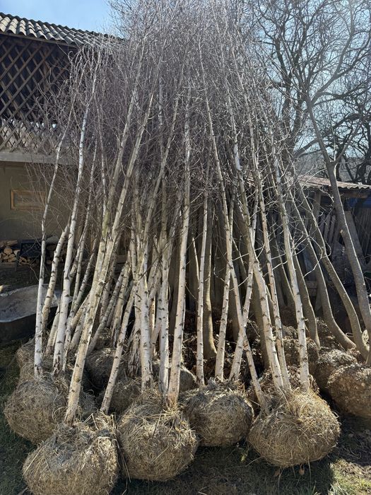 Mesteacăn multitulpinal