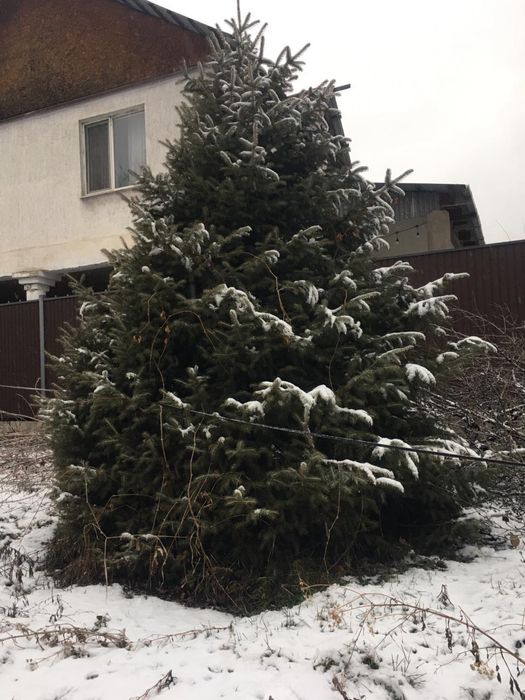 Продам срочно елку 300см