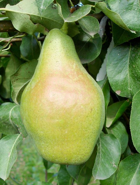 Par (Soiul Novembra )