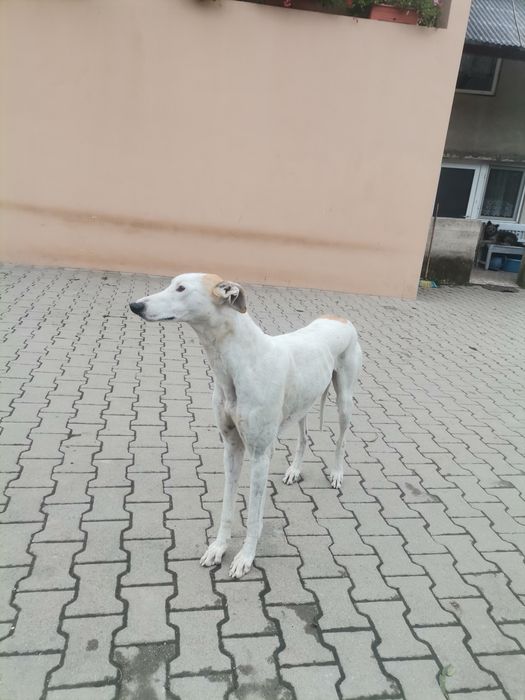 Vand animal de companie