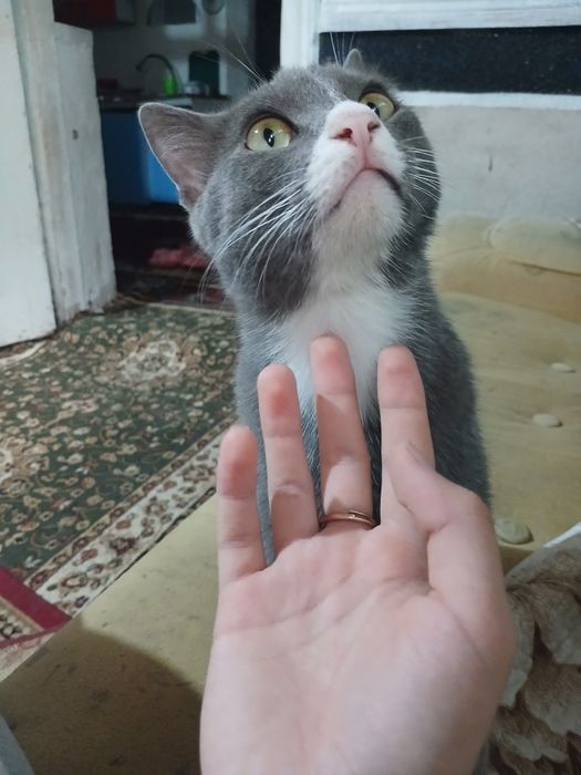 Отдам в добрые руки кошку