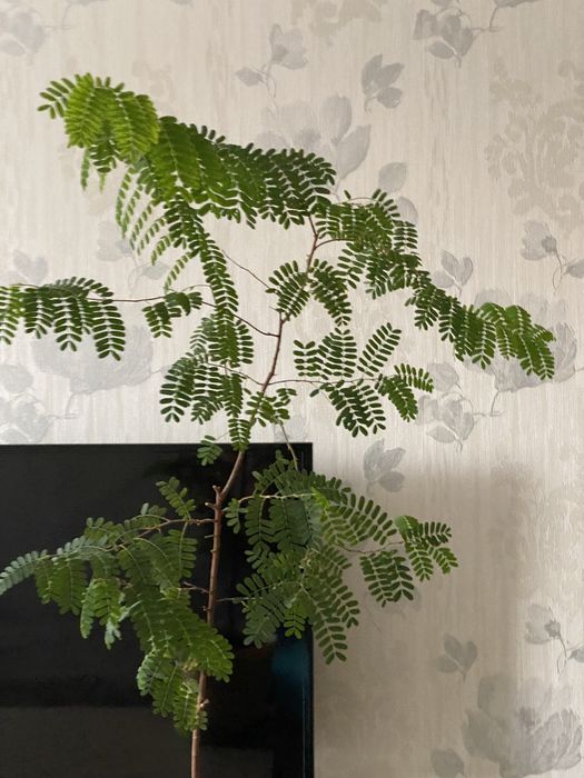 Тамаринд  ( семейство бобовых)