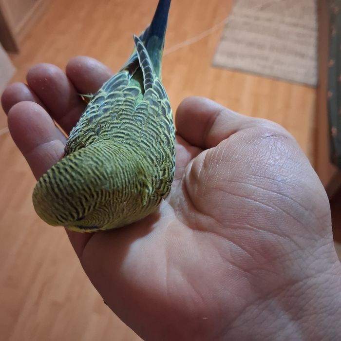 Pasari tinere colorate