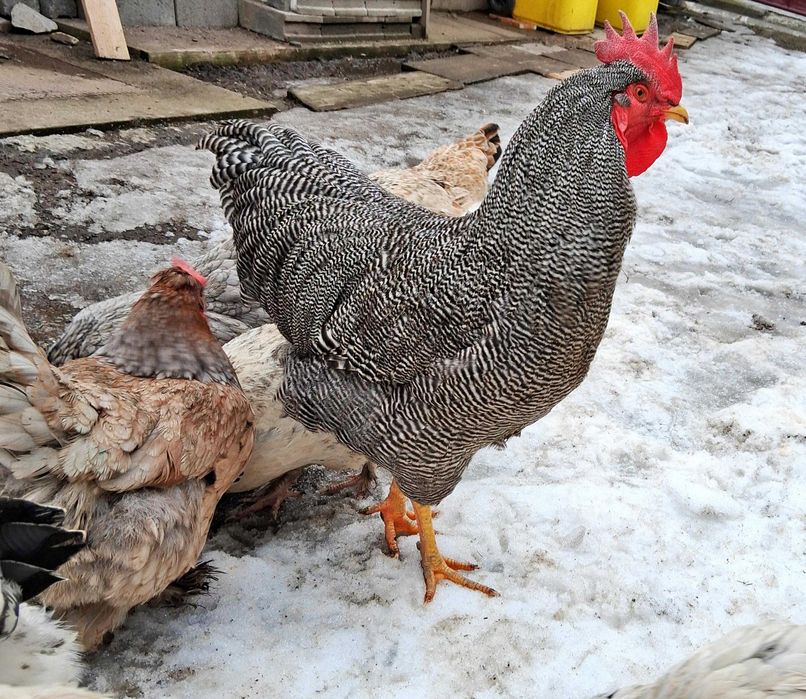 Ouă de incubat  metis de Plymouth Rock si Oliver eggers