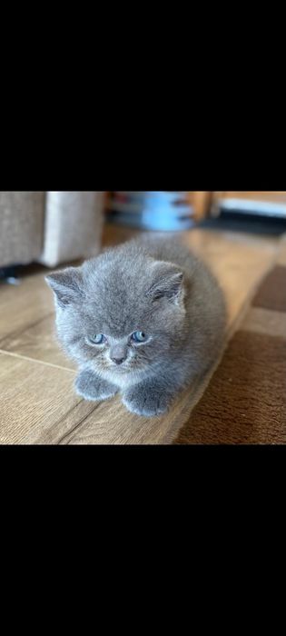Motanel british shorthair