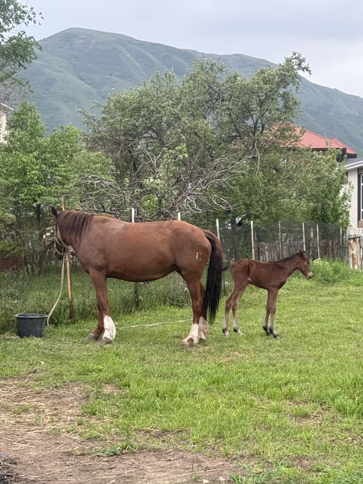 Продается кобыла с жеребенком