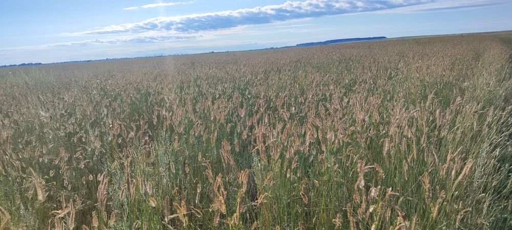 Продам землю 450 гектар