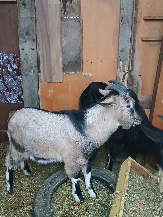 Țap de 10 luni la schimb